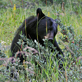 Jasper NP - Black bear